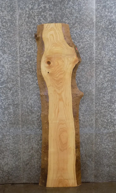 Live Edge Ash Coffee/Mantle/Table Top Slab 277